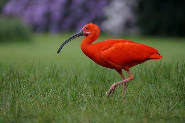Птицы красного цвета с фото и описанием - Алый или красный ибис