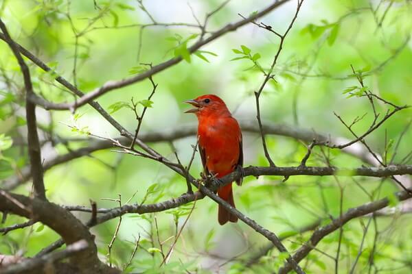 Красные птицы с фото и описанием - Алая пиранга