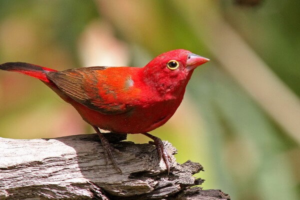 Красные птицы с фото и описанием - Обыкновенный или крошечный амарант