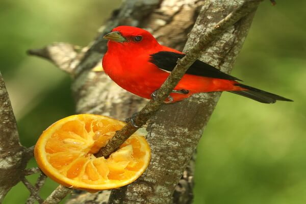 Птицы красного цвета с фото и описанием - Красно-чёрная пиранга