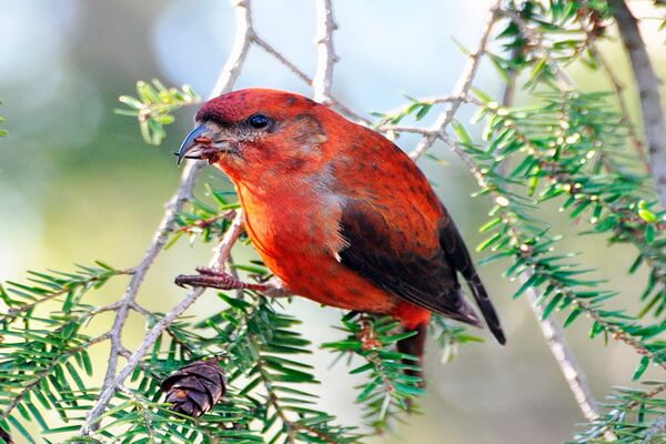 Птицы красного цвета с фото и описанием - Клёст-еловик
