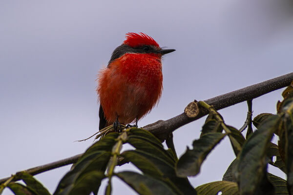 Красные птицы с фото и описанием - Красная мухоловка