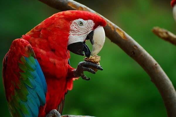 Птицы красного цвета с фото и описанием - Зеленокрылый ара