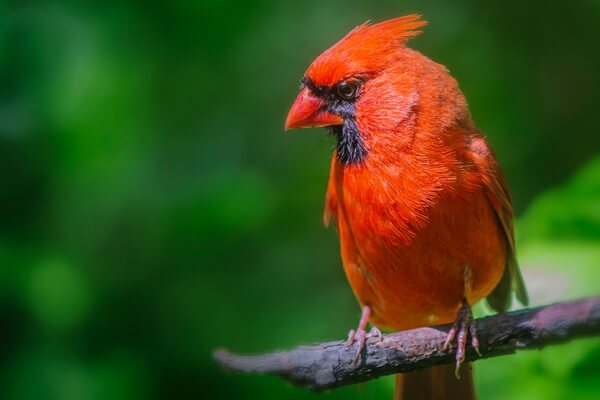 Птицы красного цвета с фото и описанием - Виргинский или красный кардинал