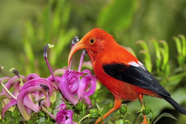 Красные птицы с фото и описанием - Чёрно-алая гавайская цветочница (и’иви)