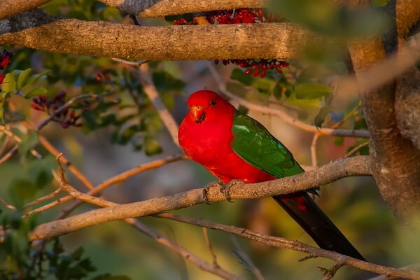 Птицы красного цвета с фото и описанием - Королевский попугай