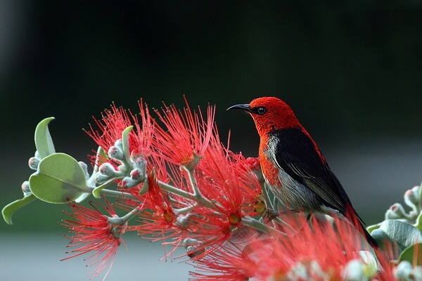 Птицы красного цвета с фото и описанием - Алая мизомела