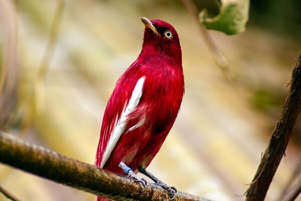 Красные птицы с фото и описанием - Котинга-помпадур