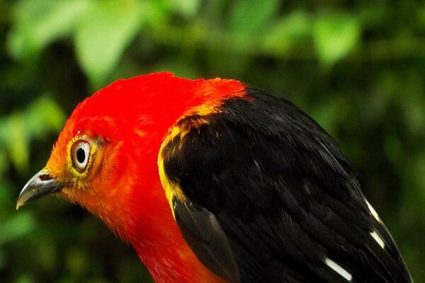Птицы красного цвета с фото и описанием - Певчий толстоклювый крапивник