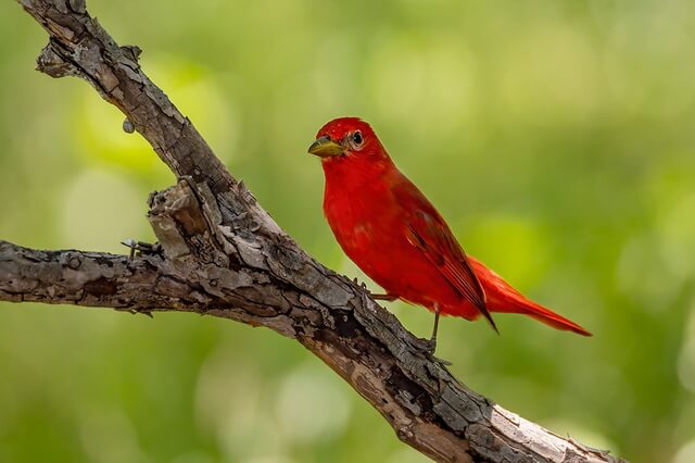 Птицы красного цвета - фото, названия, описание