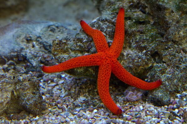 Животные красного цвета с фото и описанием - Средиземноморская красная морская звезда