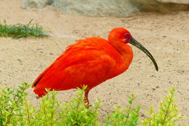 Животные и птицы красного цвета - ТОП-10 видов с фото, названиями, описанием
