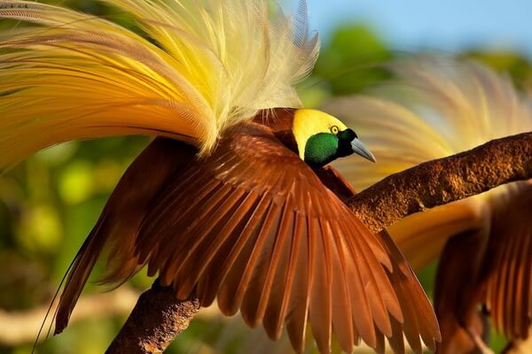 Самые красивые и красочные птицы в мире с фото и описанием - Большая райская птица
