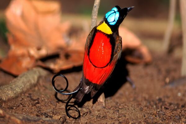 Самые красивые и красочные птицы в мире с фото и описанием - Синеголовая великолепная райская птица