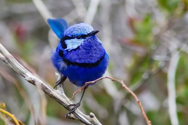 Самые красивые и красочные птицы в мире с фото и описанием - Блестящий расписной малюр