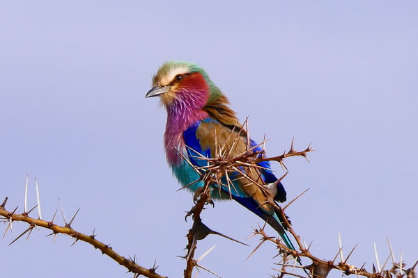 Самые красивые и красочные птицы в мире с фото и описанием - Сиреневогрудая или ласточкохвостая сизоворонка