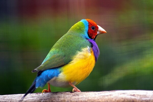 Самые красивые и красочные птицы в мире с фото и описанием - Гульдова амадина