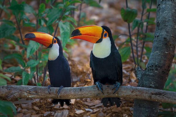 Самые красивые и красочные птицы в мире с фото и описанием - Тукан