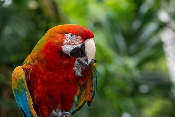 Самые красивые и красочные птицы в мире с фото и описанием - Красный ара