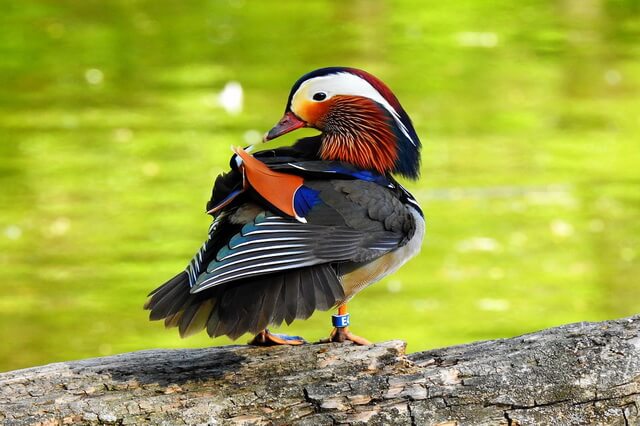 Самые красивые и красочные птицы в мире - фото, названия, описание