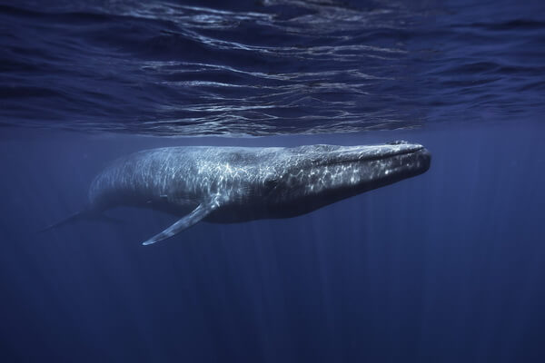 Самые большие животные в океане с фото и описанием - Синий кит