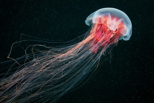 Самые большие животные в океане с фото и описанием - Волосистая цианея или медуза «Львиная грива»