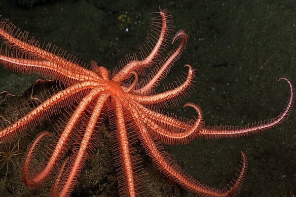 Самые большие животные в океане с фото и описанием - Гигантская морская звезда