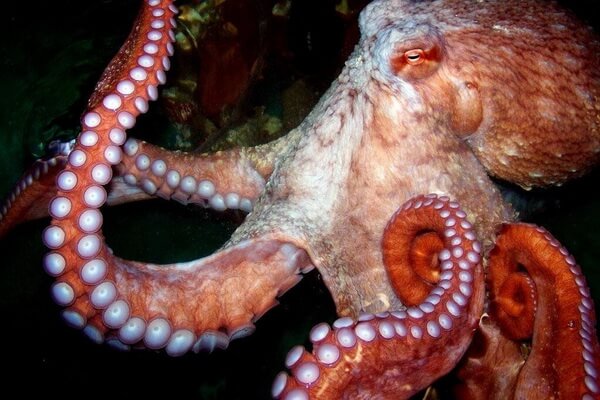 Самые большие животные в океане с фото и описанием - Гигантский осьминог