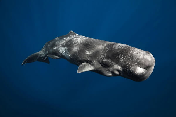Самые большие животные в океане с фото и описанием - Кашалот