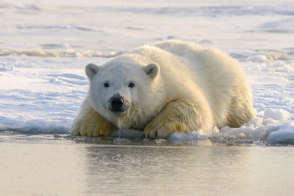 Белый медведь - крупнейшее хищное животное Арктики