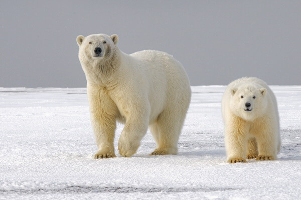 Самые крупные животные Арктики - Белый или полярный медведь