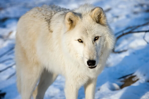 Самые крупные животные Арктики с фото и описанием - Арктический волк