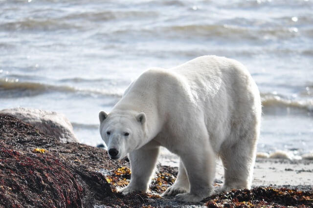 Самые крупные животные Арктики - фото, названия, описание