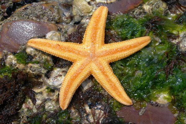 Самые большие морские звёзды с фото и описанием - Амурская морская звезда