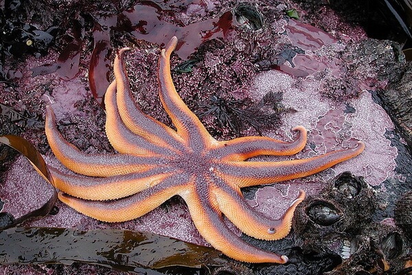 Самые большие морские звёзды с фото и описанием - Солнечная морская звезда Стимпсона (Solaster stimpsoni)