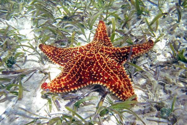 Самые большие морские звёзды с фото и описанием - Подушечная морская звезда (Oreaster reticulatus)