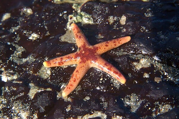 Самые большие морские звёзды с фото и описанием - Пёстрая морская звезда Трошеля (Evasterias troschelii)