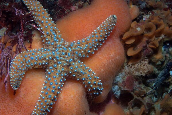 Самые большие морские звёзды с фото и описанием - Гигантская морская звезда (Pisaster giganteus)