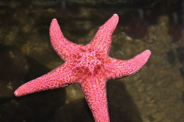Самые большие морские звёзды с фото и описанием - Гигантская розовая морская звезда (Pisaster brevispinus)