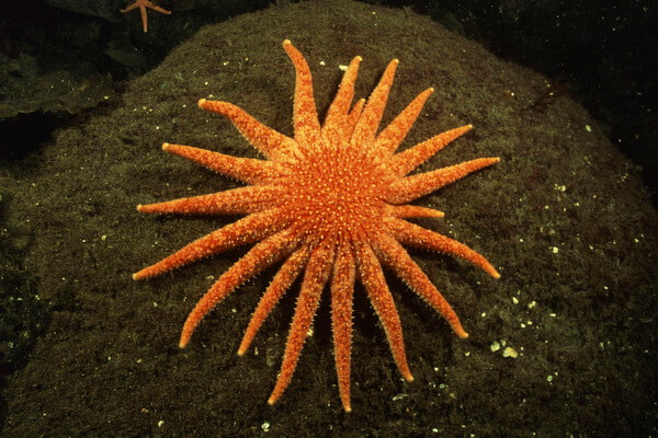 Самые большие морские звёзды с фото и описанием - Морская звезда пикноподия (Pycnopodia helianthoides)