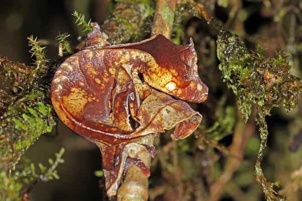 Листохвостые или плоскохвостые мадагаскарские гекконы - общая характеристика