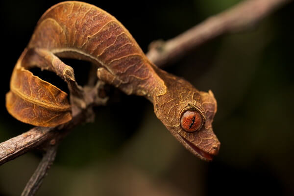 Листохвостые гекконы - фото и описание 