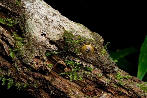 Описание плоскохвостого геккона Мадагаскара