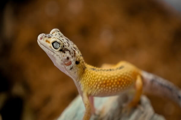 Интересные факты про ящерицу леопардовый геккон