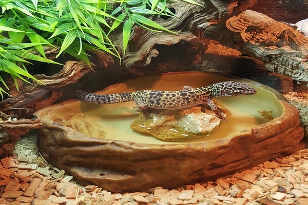 Условия содержания пятнистого геккона эублефар в доме