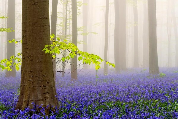 Синий лес Халлербос в Бельгии - красивые фото