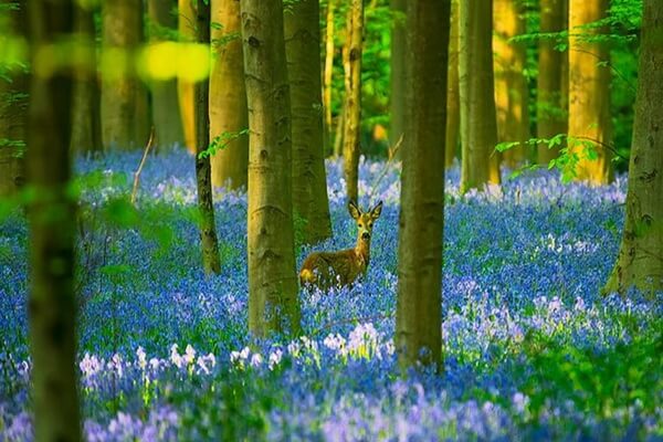 Флора и фауна синего леса Халлербос в Бельгии