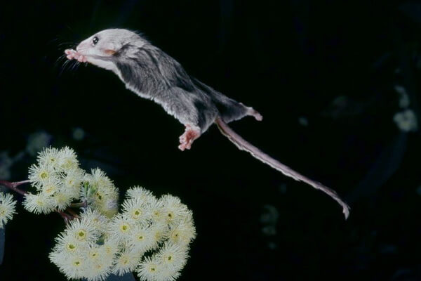 Летающие млекопитающие с фото и описанием - Карликовый летучий кускус