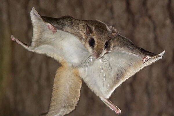 Летающие млекопитающие с фото и описанием - Белки-летяги