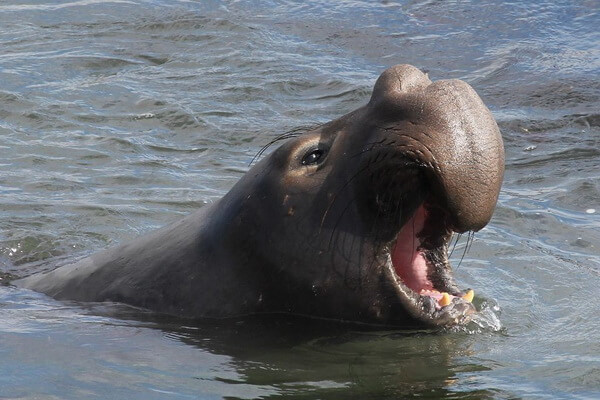 Самые громкие животные - Северный морской слон – 126 дБ